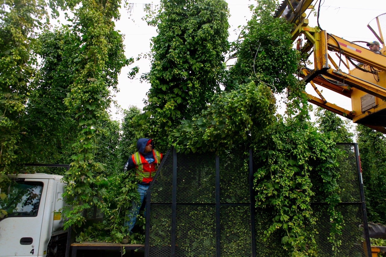 Hops season brings the hope that global hop crisis is waning