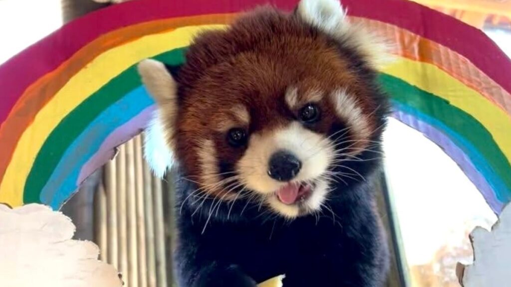 A Chinese red panda from Utah Hogle Zoo dies