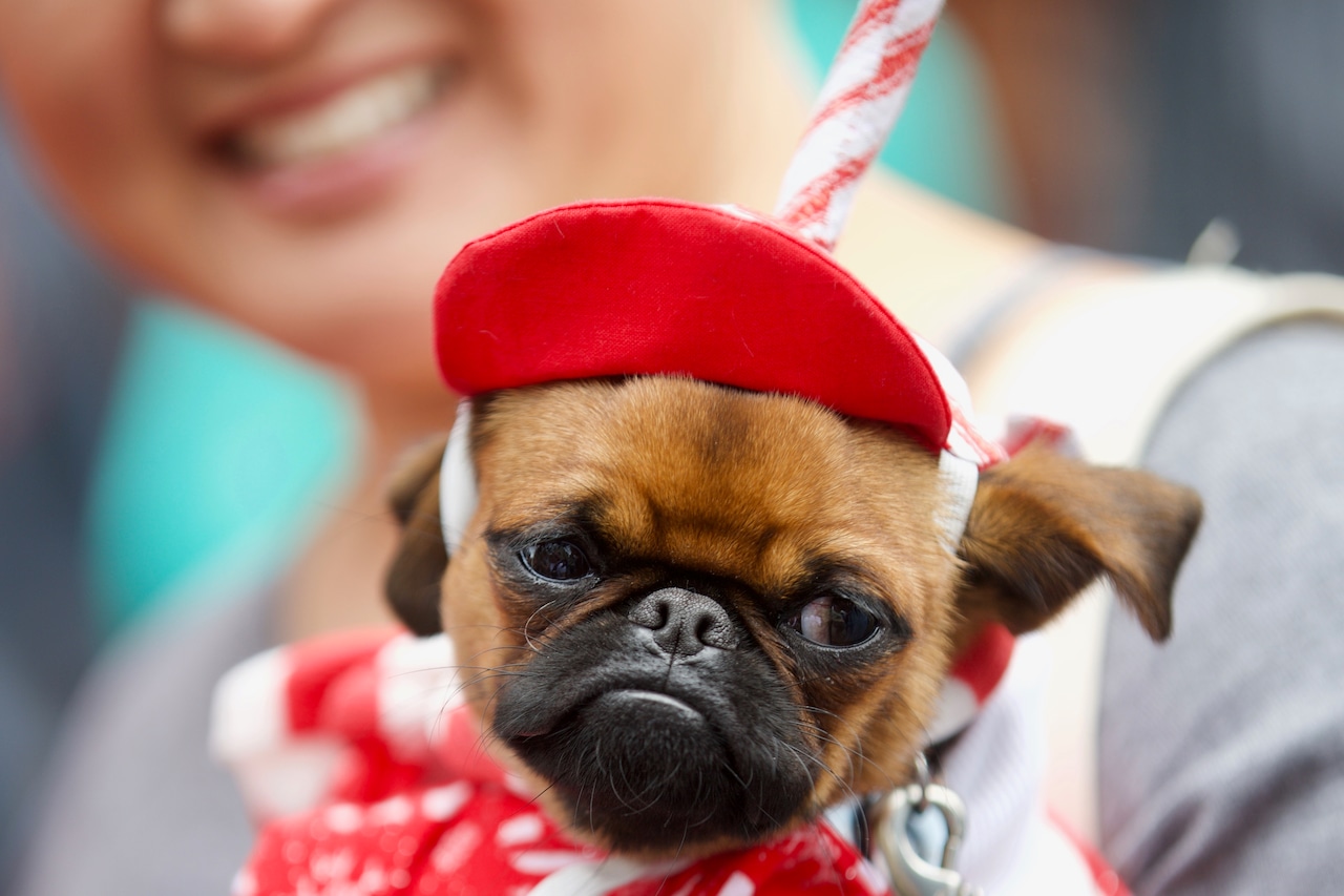 The 14th annual Pug Crawl