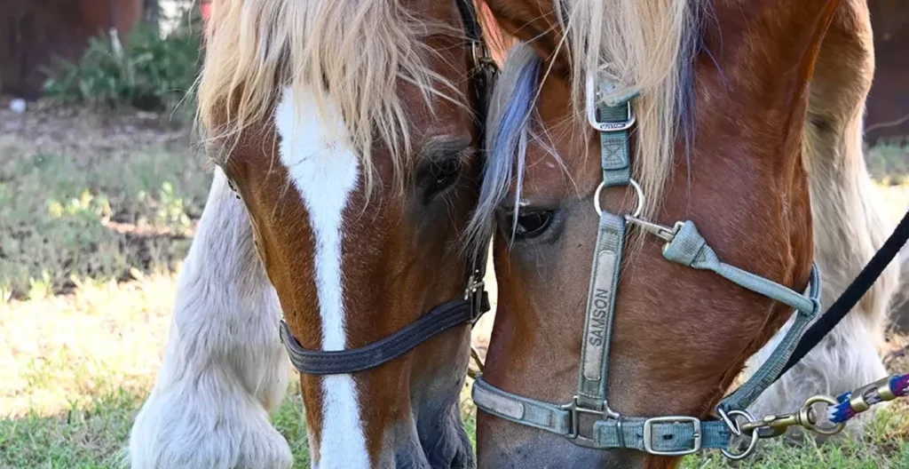 Hunkapi Farm therapy horses beat the heat, help riders heal and connect