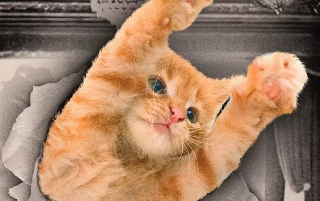The CatVideoFest supercut of feline foibles screens at Enzian Sunday