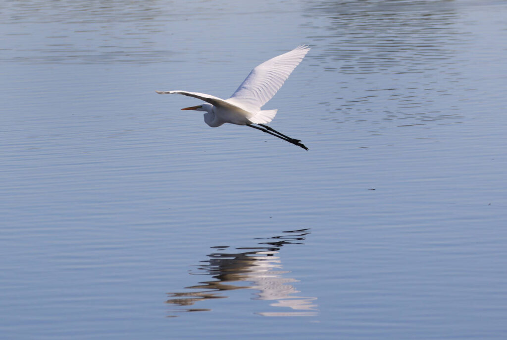 A snowy egret flies over the Henderson Bird Viewing Preserve's pond on Nov. 7, 2019. (Bizuayehu ...