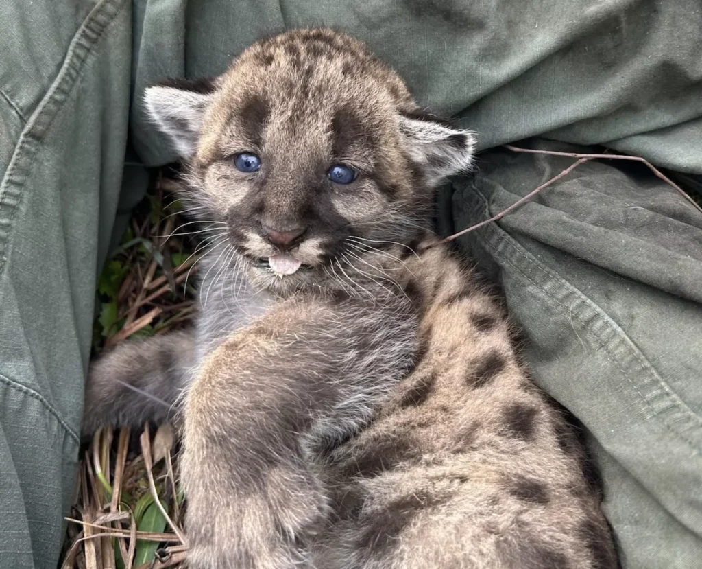 Two endangered Florida panther kittens struck and killed by vehicle