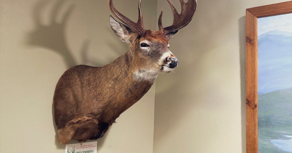 Who killed King Louie? The mystery of a prize buck’s death