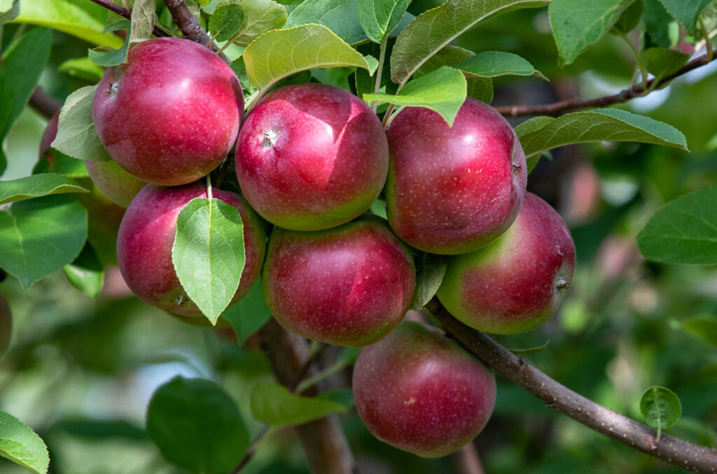 Hankering for Maine apples? Check out our sampling of orchards to pick your own.