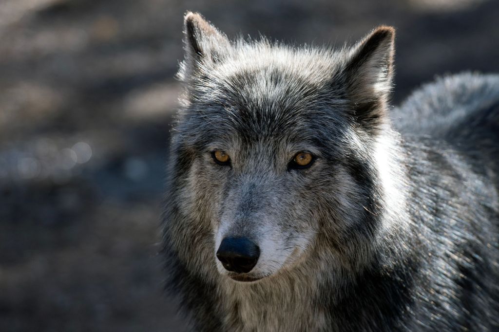 Colorado wolf likely killed by car, authorities announce