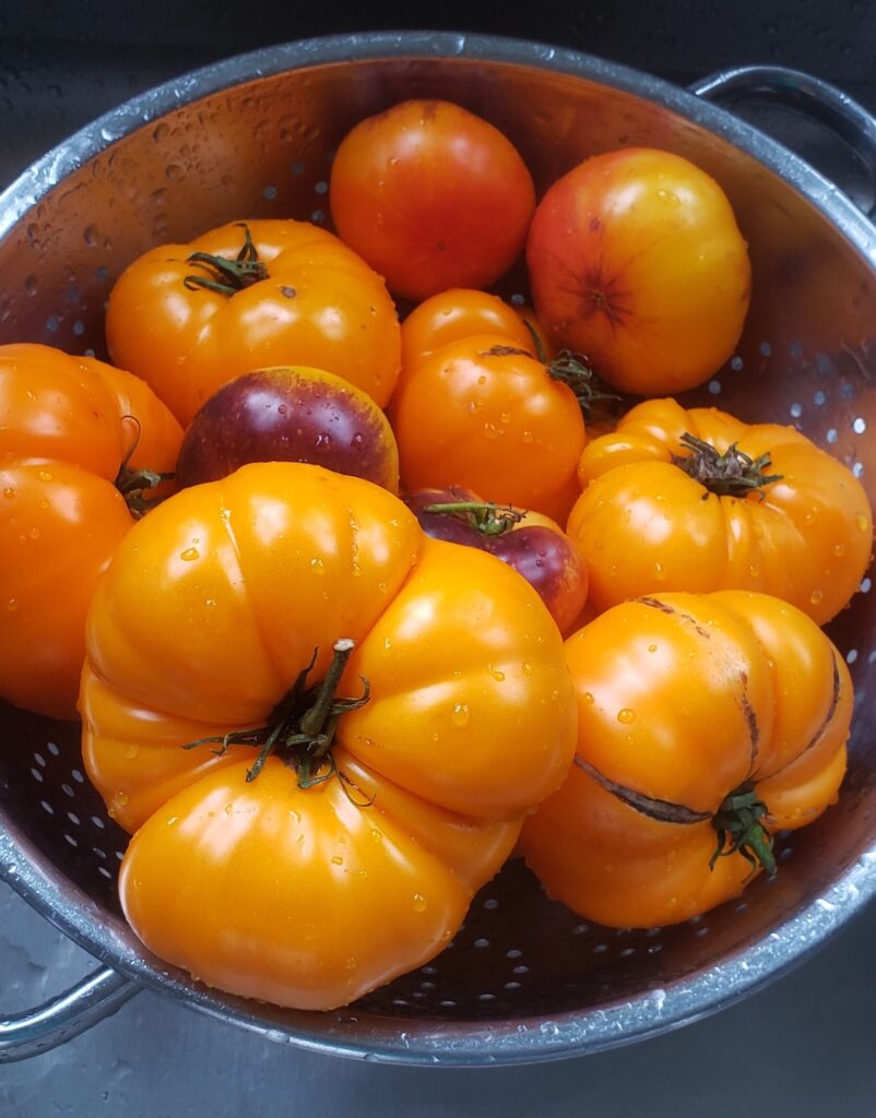 Hometown Throwdown, Tomato Fest, and ‘The Lion King’: 12 things to do this week