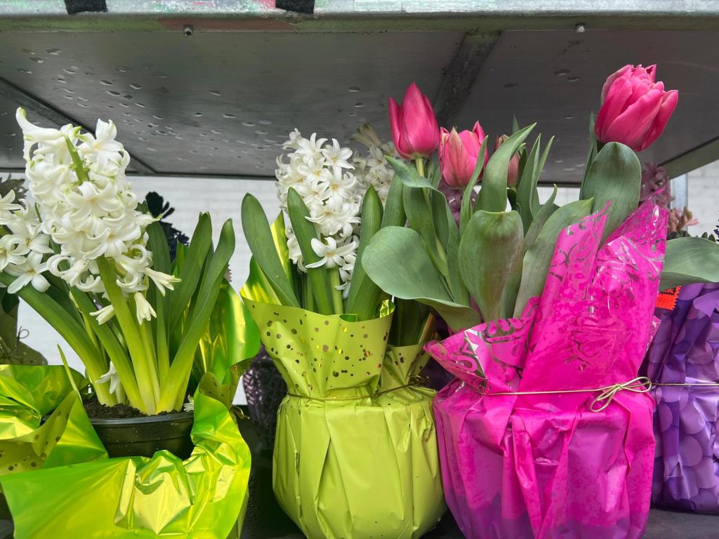 Brighten winter with indoor blooms by forcing spring bulbs to flower early