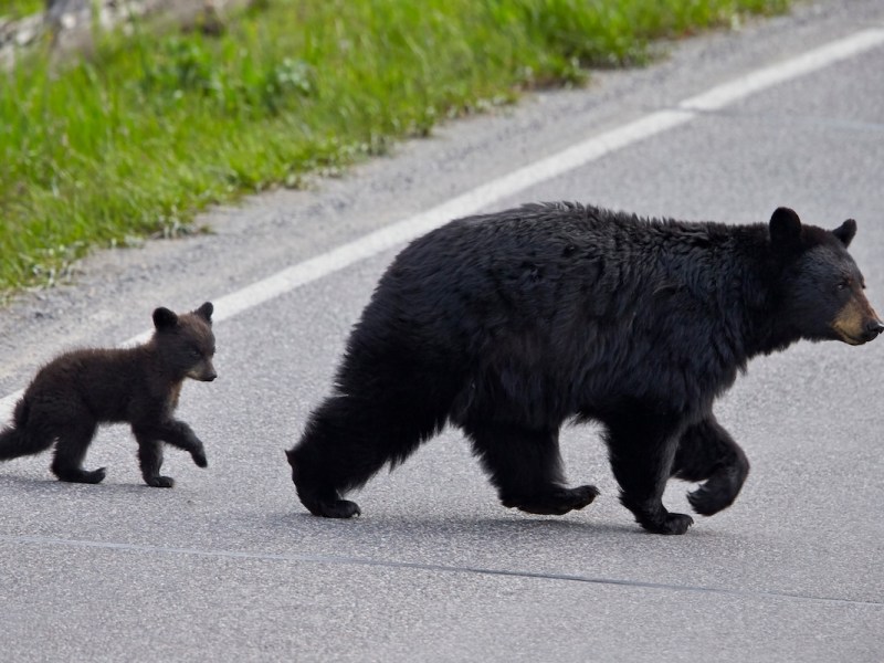 Animal rights groups urge supporters to get Florida bear hunt permits