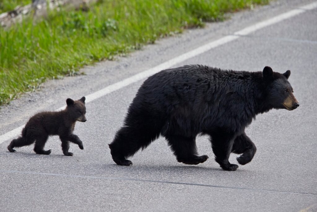 Animal rights groups urge supporters to get Florida bear hunt permits