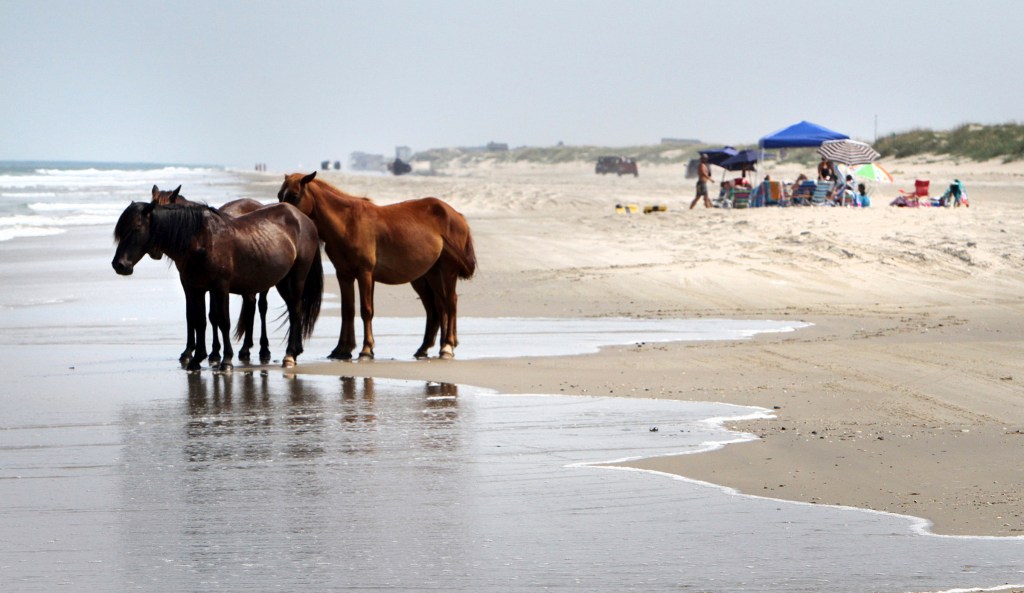 9th foal born this year joins herd of Outer Banks wild horses