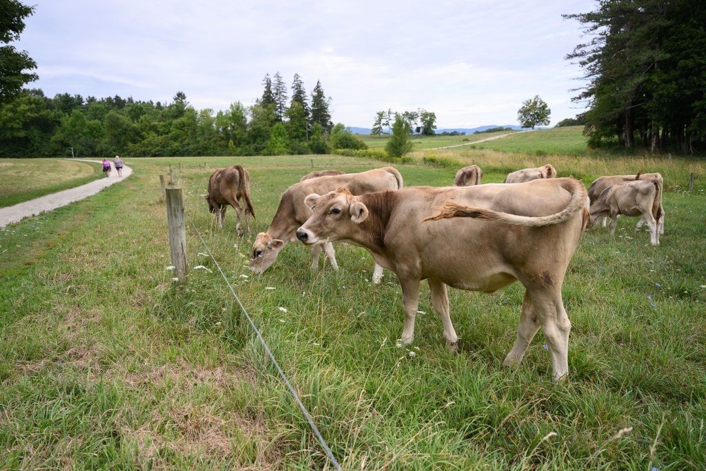 Walkers and cows at Shelburne Farms