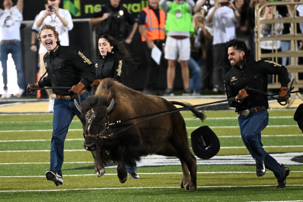 CU Buffs' Ralphie VII ran college football's best tradition back