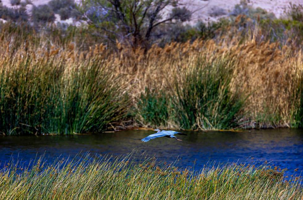 A turkey vulture looks for breakfast from his perch above Wetlands Park. (L.E. Baskow/Las Vegas ...