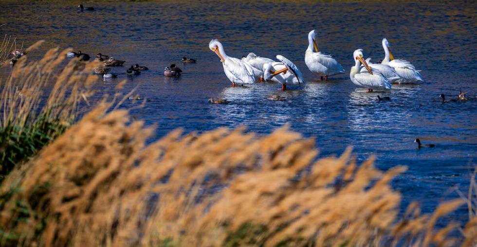 American white pelicans, ducks and coots cool off in the water. (L.E. Baskow/Las Vegas Review-J ...