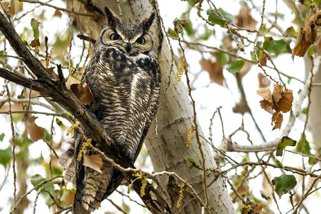 Las Vegas Wash offers ample birding opportunities for desert dwellers