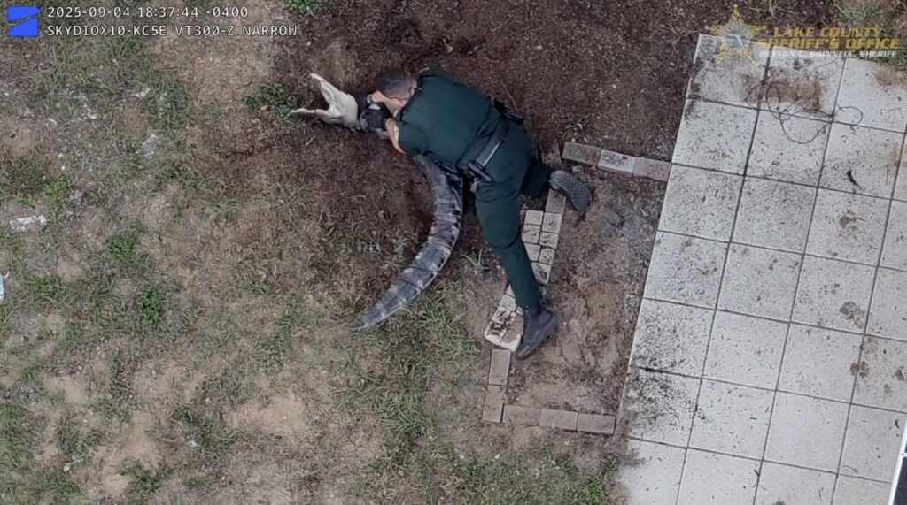 Video shows police wrestling alligator in Central Florida backyard