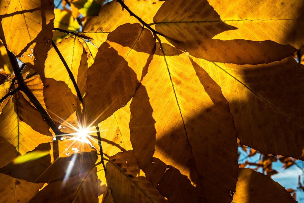 Maryland's trees are in peril