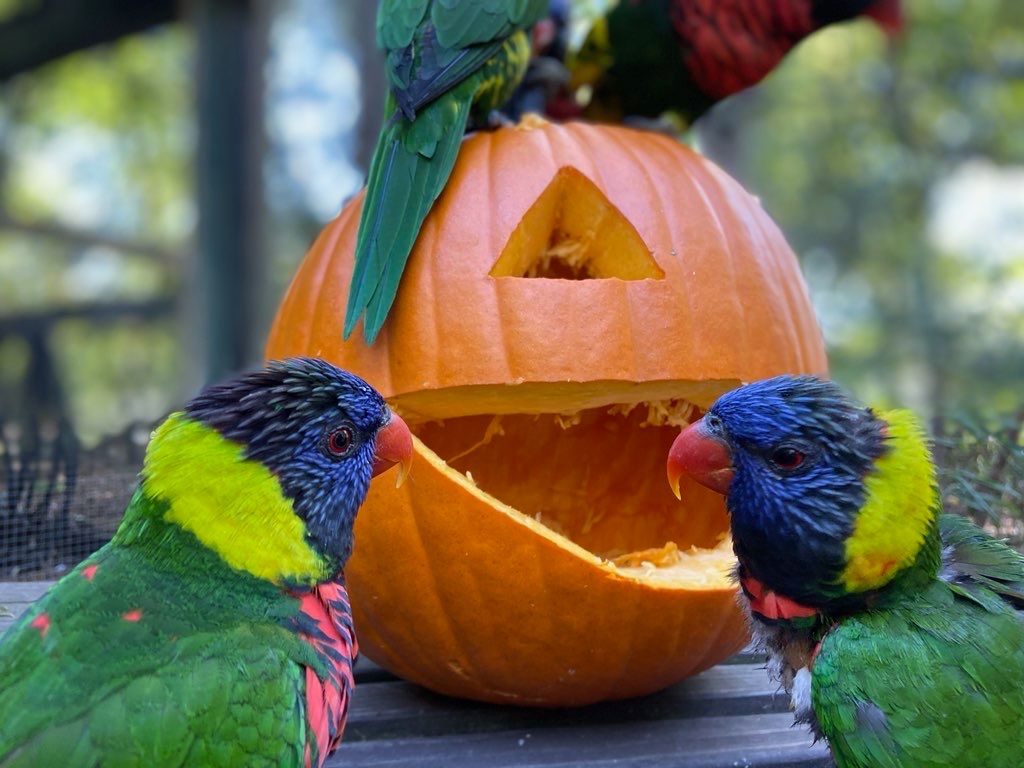Your ultimate guide to 39 Halloween events in Birmingham 6 Birmingham Zoo