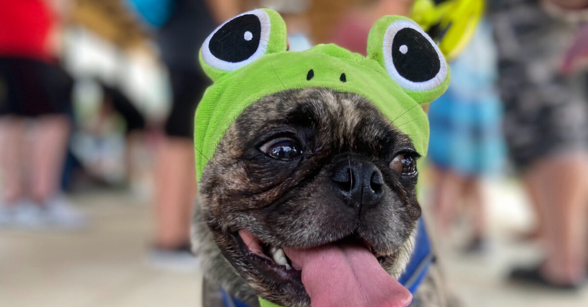 Your ultimate guide to 39 Halloween events in Birmingham 10 Dog, Daze, Trussville Area Chamber of Commerce