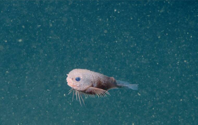 MBARI VIA THE NEW YORK TIMES A photo provided by MBARI shows the bumpy snailfish, one of three new species of snailfish described in a study by SUNY Geneseo researchers from field work in the Monterey Canyon off the California coast in 2019. The bumpy snailfish, discovered 10,000 feet down off the coast of California, shows that not all denizens of the abyss are frightening.