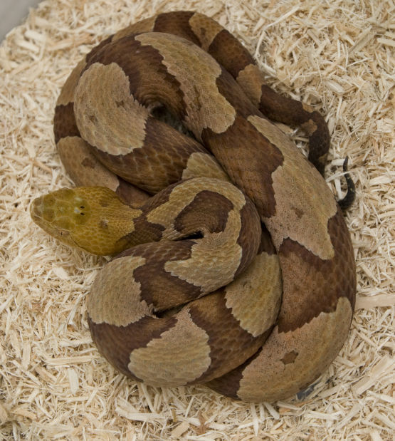 Eastern copperheads on the move in Maryland this fall