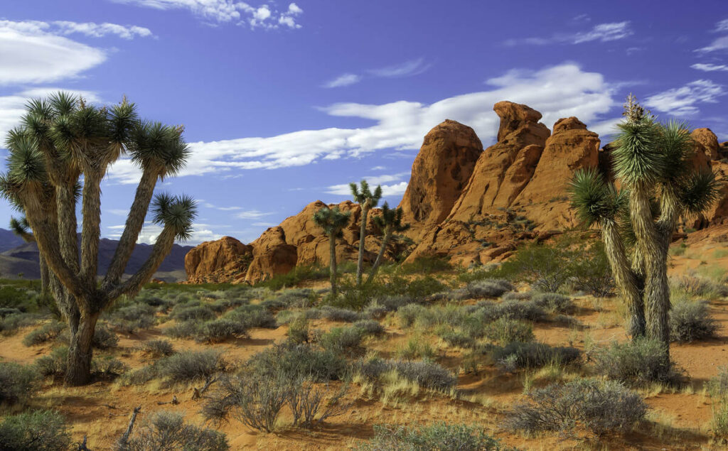 Gold Butte National Monument covers nearly 300,000 acres of remote and rugged desert landscape ...
