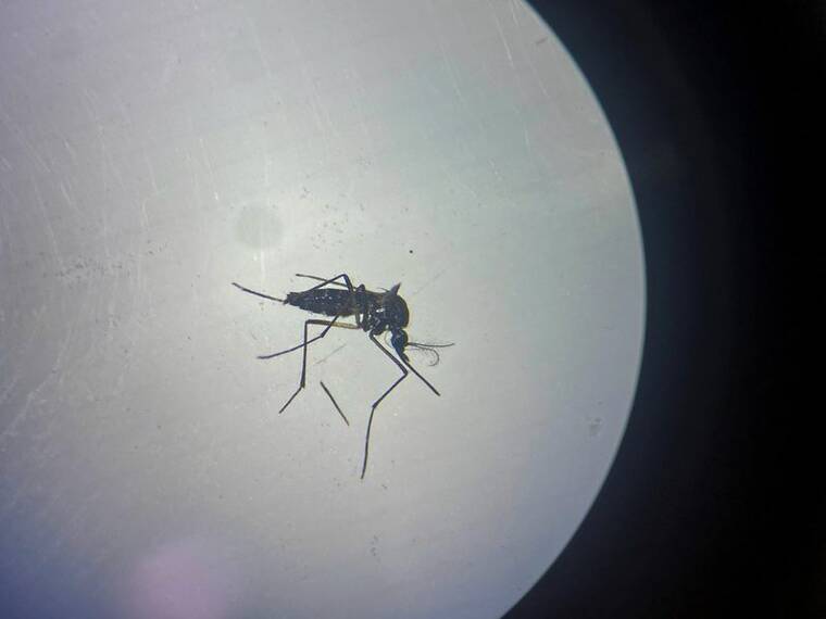 Hawaii reports 13th travel-related dengue case this year
