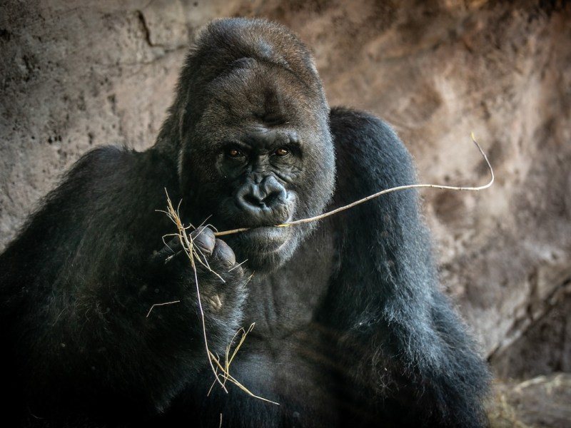 Disney World’s oldest gorilla, Gino, has died
