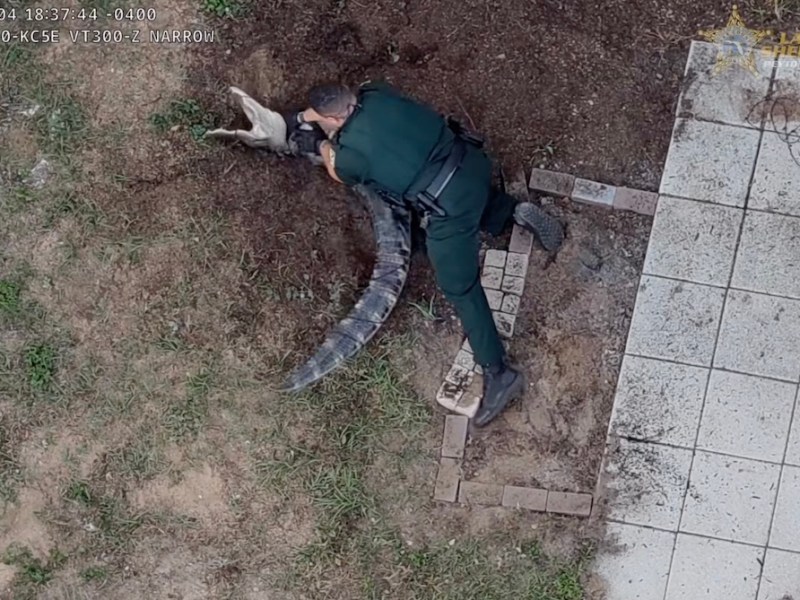 Video shows police wrestling alligator in Central Florida backyard