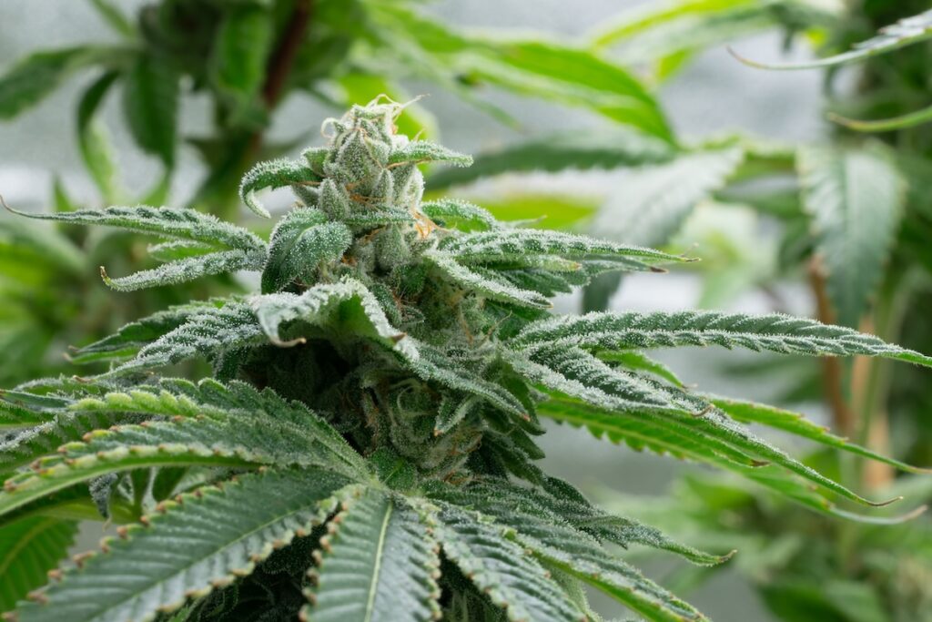 Florida police can't search cars just because they smell weed, court says