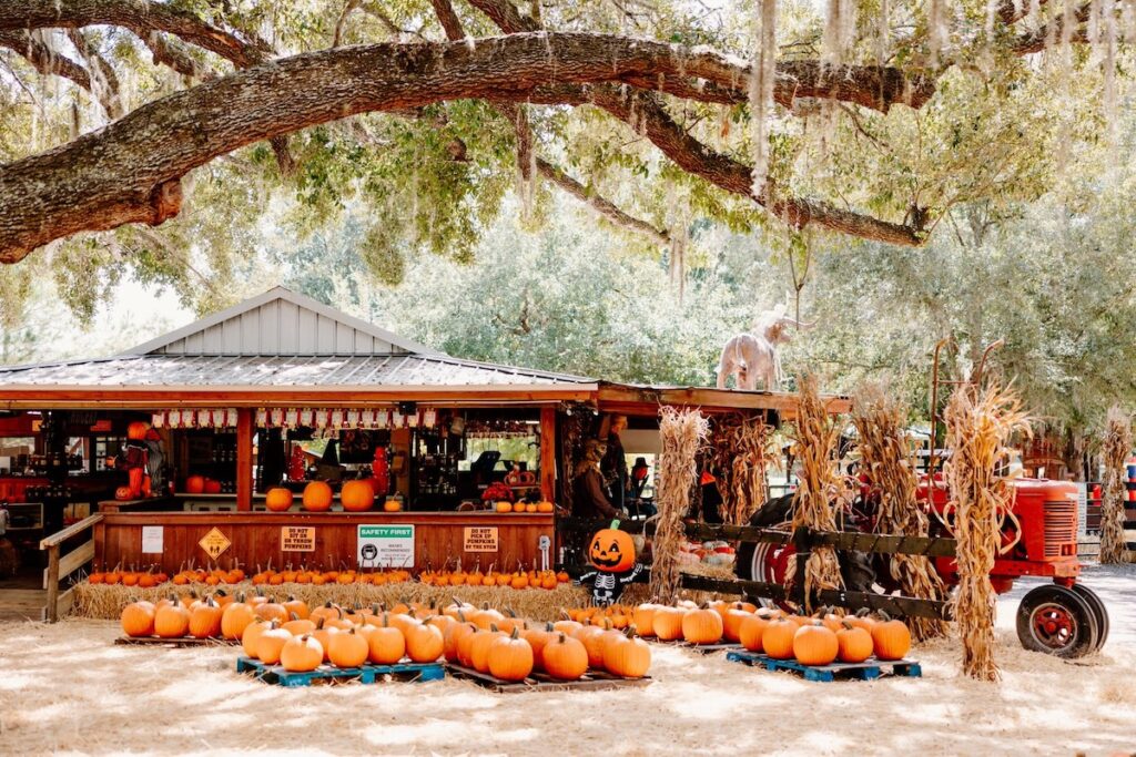 Orlando's 20 best pumpkin patches, corn mazes and fall fests