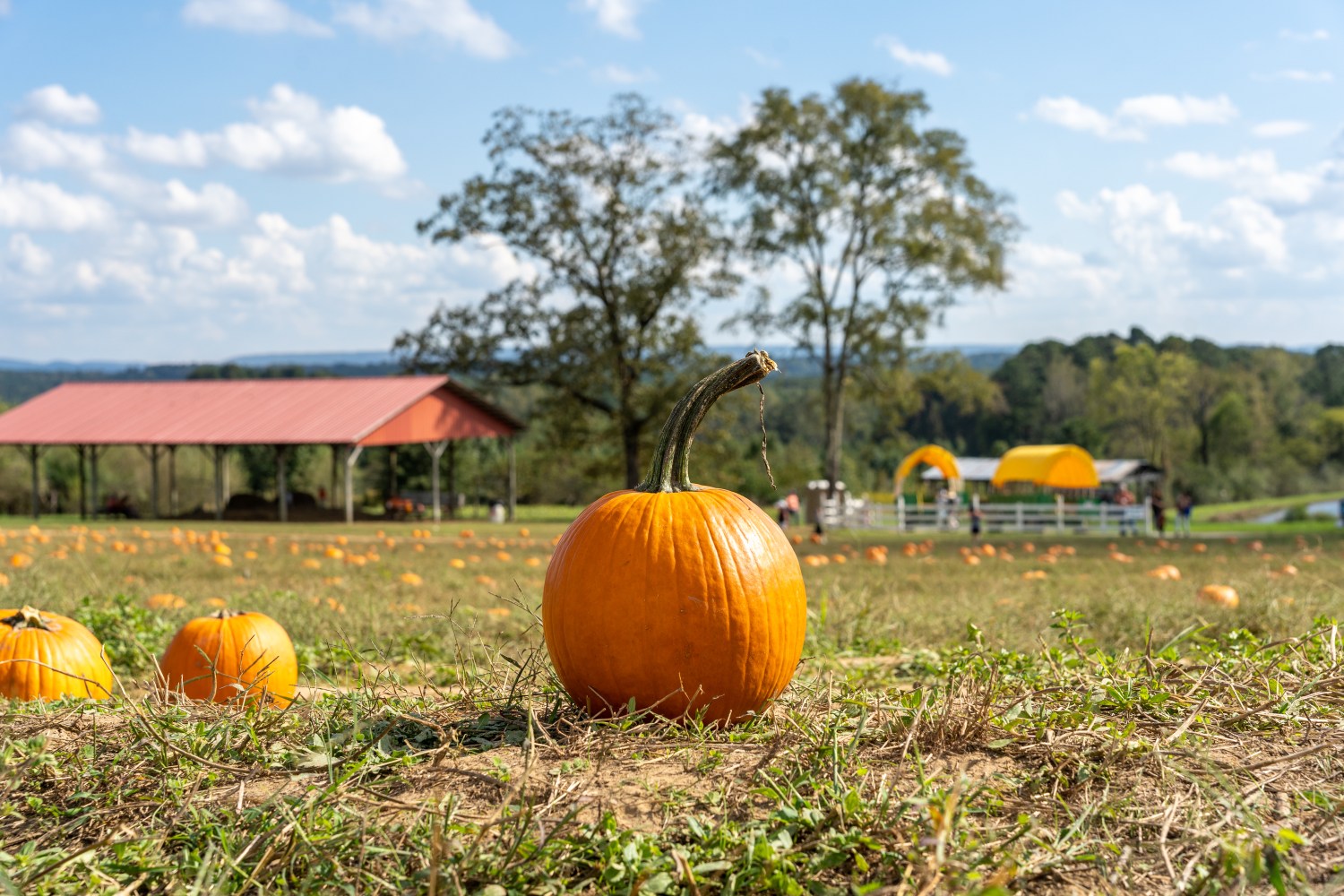 18 fall weekend events like “Hocus Pocus” @ Vulcan + Hoots & Howls @ The Zoo—October 10-12 7 The Great Pumpkin Patch.