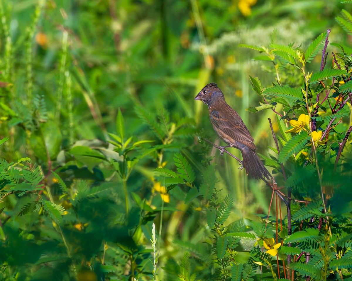 18 fall weekend events like “Hocus Pocus” @ Vulcan + Hoots & Howls @ The Zoo—October 10-12 9 BlackBeltBirdingFesitval 20240804 080000 18 fall weekend events like “Hocus Pocus” @ Vulcan + Hoots & Howls @ The Zoo—October 10-12