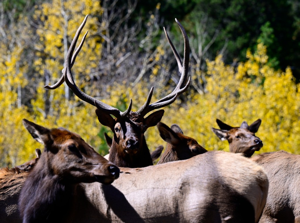 Elk poached in Colorado's Great Sand Dunes National Preserve