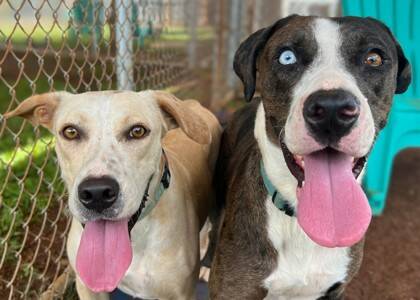 Maui Humane Society pleads to save last 2 dogs from euthanasia