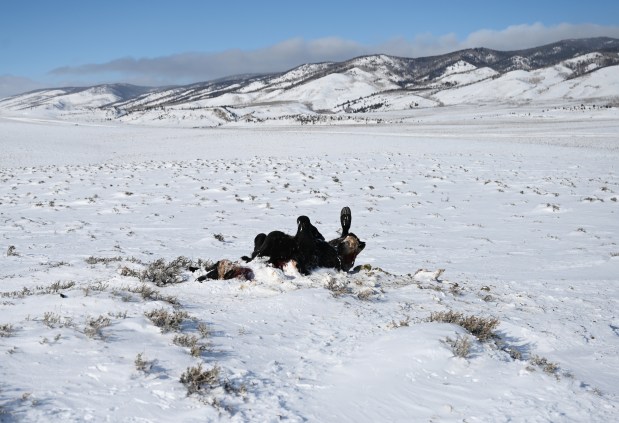 A carcass of a heifer that was killed by a wolf lies in a field at Don and Kim Gittleson's ranch on January 25, 2022, near Walden, Colorado. The ranchers had lost three cows to wolves, according to Don. He'd recently moved the carcass away from the rest of their herd hoping the wolves will eat it and stay away from the other cattle. (Photo by RJ Sangosti/The Denver Post)