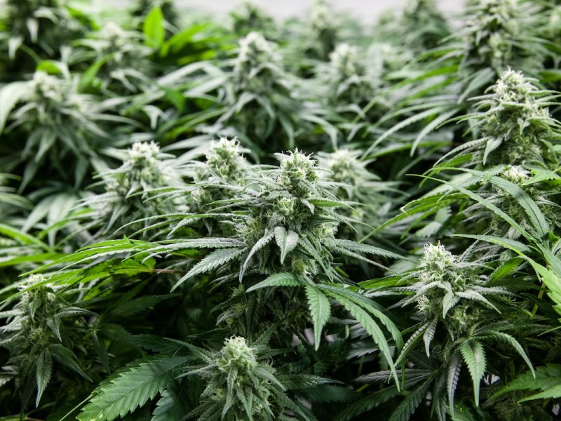 ‘Nonsensical’: Pro-marijuana group sues DeSantis administration, again