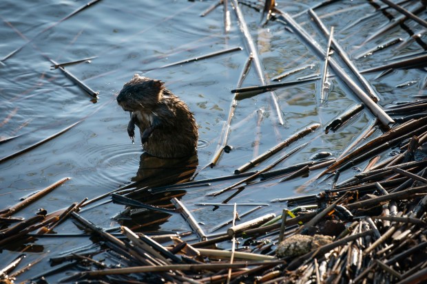 A muskrat at Big Marsh Park in Chicago, May 7, 2020. (E. Jason Wambsgans/Chicago Tribune)