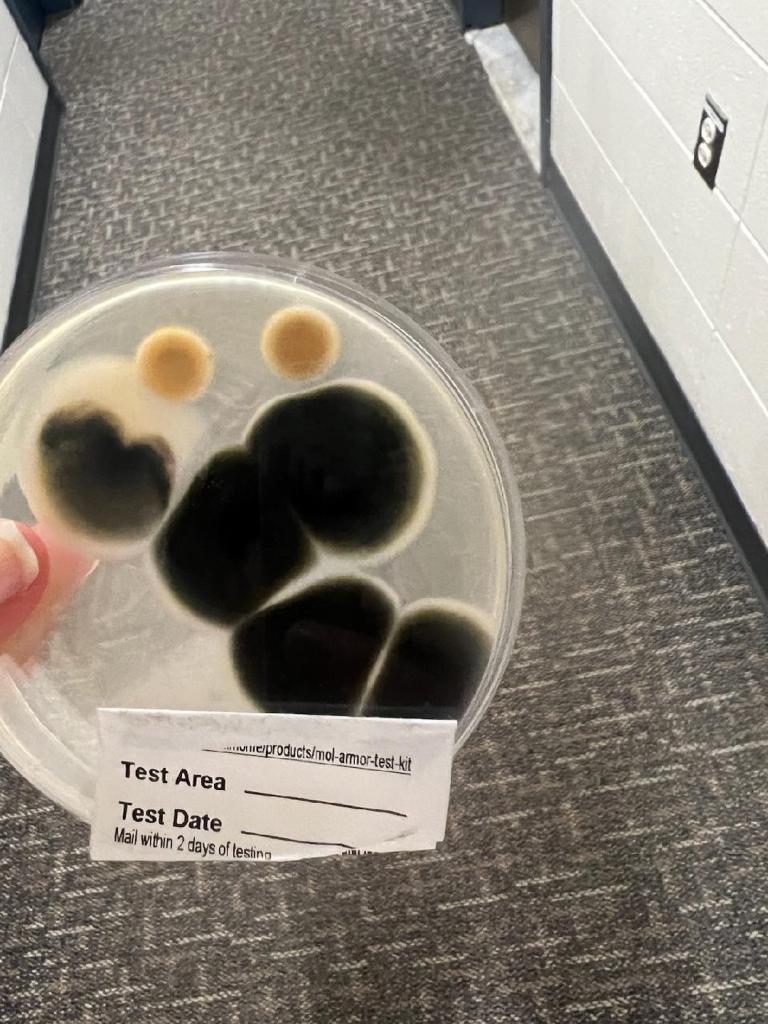 A mold sample from a UVM dorm
