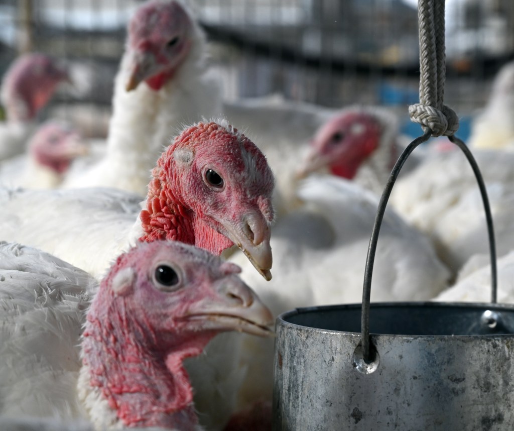 Turkey pardon is just weird, Gov. Moore’s ‘IDGAF’ initialism, Is Washington joyless?