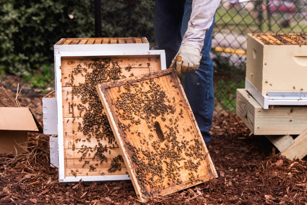 (UAB Sustainability)