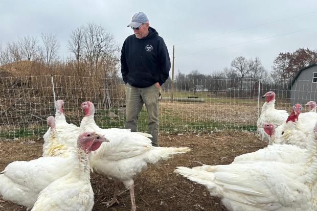 Larry Doll interacts with turkeys on his farm Thursday, Nov. 20, 2025, in Sylvan Township, Mich.