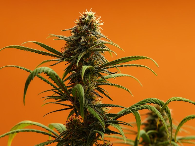 Marijuana amendment group confident it’ll make 2026 Florida ballot