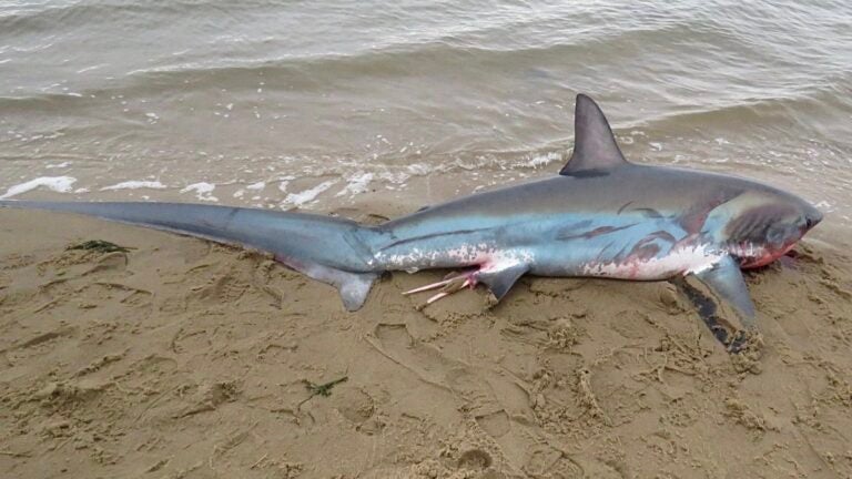 Another thresher shark washed up on Cape Cod