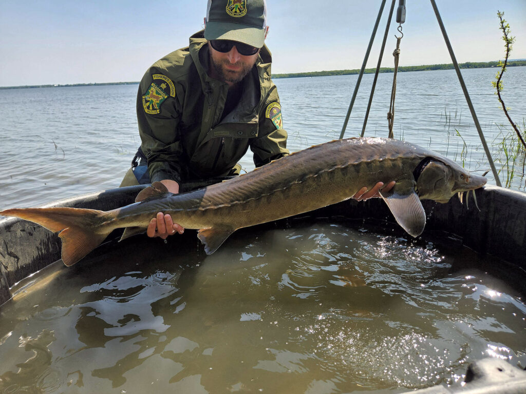 Environmentalists Want to Remove Swanton Dam to Free the Fish