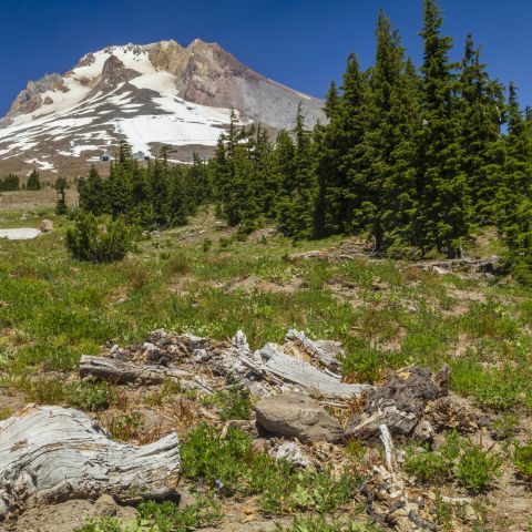 Skyline view of a mountain with snow beyond large pine trees.