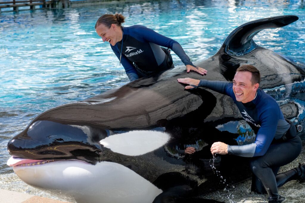 SeaWorld's 50-year-old killer whale Katina has died