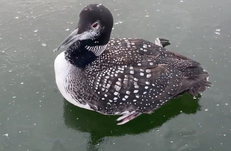 Loon rescued on Smithfield pond dies​Loon rescued on Smithfield pond dies a week later​