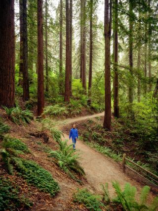 a person hikes through ferns and towering evergreens